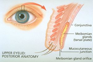 Meibomian gland - American Academy of Ophthalmology