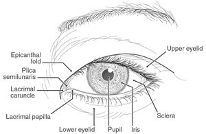 Asian eye, line art (labeled) - American Academy of Ophthalmology