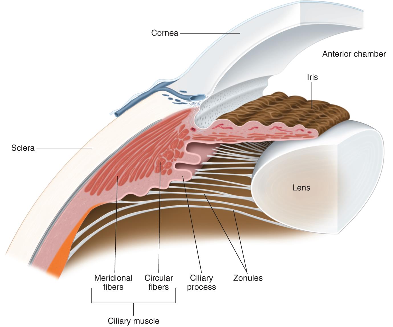 Anterior segment anatomy - American Academy of Ophthalmology