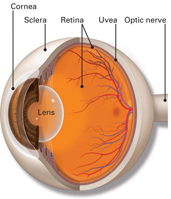 eye anatomy conjunctiva sclera