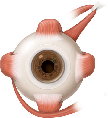 Eye muscles diagram