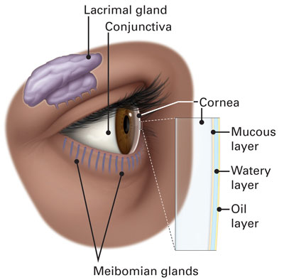 external eye anatomy