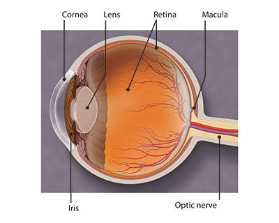 Eye Structures (Front And Side Views) - Health Library