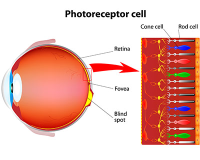 Fotoreceptorer och celler